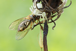 Veränderliche Krabbenspinne Misumena vatia