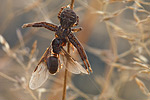 Busch-Krabbenspinne Xysticus cristatus