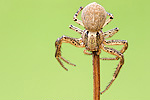 Busch-Krabbenspinne Xysticus cristatus