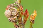 Busch-Krabbenspinne Xysticus cristatus