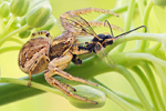 Busch-Krabbenspinne Xysticus cristatus