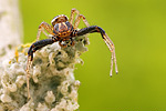 Rötliche Busch-Krabbenspinne Xysticus lanio