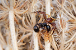 Südliche Glanzkrabbenspinne Synaema globosum