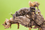 Busch-Krabbenspinne Xysticus cristatus