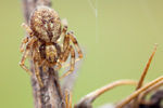 Busch-Krabbenspinne Xysticus cristatus