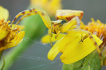 Gehöckerte Krabbenspinne Thomisus onustus