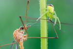 Dreieck-Krabbenspinne Ebrechtella tricuspidata