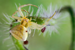 Gehöckerte Krabbenspinne Thomisus onustus