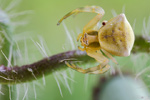 Gehöckerte Krabbenspinne Thomisus onustus