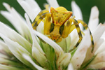 Gehöckerte Krabbenspinne Thomisus onustus