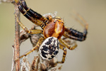 Rötliche Busch-Krabbenspinne Xysticus lanio 