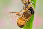 Dunkle Busch-Krabbenspinne Xysticus audax