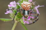 Gehöckerte Krabbenspinne Thomisus onustus