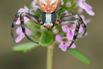 Gehöckerte Krabbenspinne Thomisus onustus