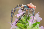 Gehöckerte Krabbenspinne Thomisus onustus