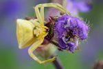 Gehöckerte Krabbenspinne Thomisus onustus