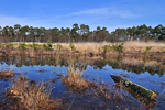 Diersfordter Wald Heidemoor