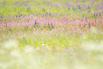 Blumenwiese Rhön