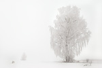 Schneelandschaft Winterimpression 