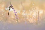 Heide Libelle Wassertropfen Impression