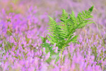 Besenheide und Farn Binnendüne