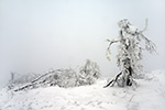 Taunus Winter vereiste Bäume (2015-02-10)