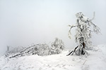 Taunus Winter vereiste Bäume