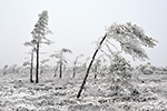 Schwarzes Moor Rhön Schnee