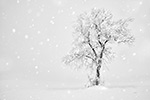 Rhön Baum im Schnee