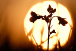 Wiesenschaumkraut im Sonnenaufgang