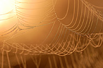 Spinnennetz Impression 