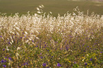 Feld Provence | Frankreich