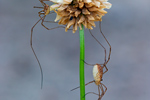 Weberknecht Leiobunum blackwalli