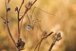 Weberknecht Phalangium opilio