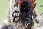 Zecke / Gemeiner Holzbock Ixodes ricinus