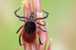 Zecke / Gemeiner Holzbock Ixodes ricinus