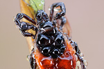 Zecke / Gemeiner Holzbock Ixodes ricinus