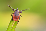 Zecke / Gemeiner Holzbock Ixodes ricinus