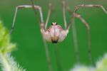 Weberknecht Rilaena triangularis