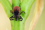 Zecke / Gemeiner Holzbock Ixodes ricinus