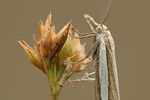 Waldgraszuensler Crambus silvella