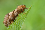 Heidekraut-Wurzelbohrer Phymatopus hecta