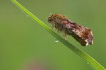 Hornkraut-Sonneneulchen Panemeria tenebrata