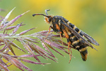 Hornklee-Glasflügler Embecia ichneumoniformis