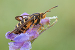 Hornklee-Glasflügler Embecia ichneumoniformis