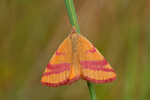 Ampfer-Purpurspanner Lythria cruentaria