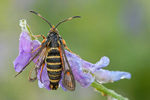 Hornklee-Glasflügler Embecia ichneumoniformis 