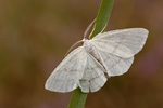 Weißstirn-Weißspanner Cabera pusaria