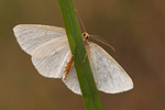 Weißstirn-Weißspanner Cabera pusaria