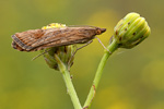 Wanderzünsler Nomophila noctuella